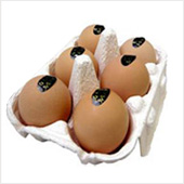 白鳥天来烏骨鶏卵